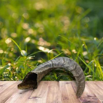 corne de mouton | mastication chien | truffe délice