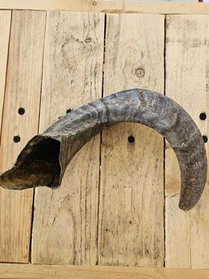 truffe délice/corne de mouton