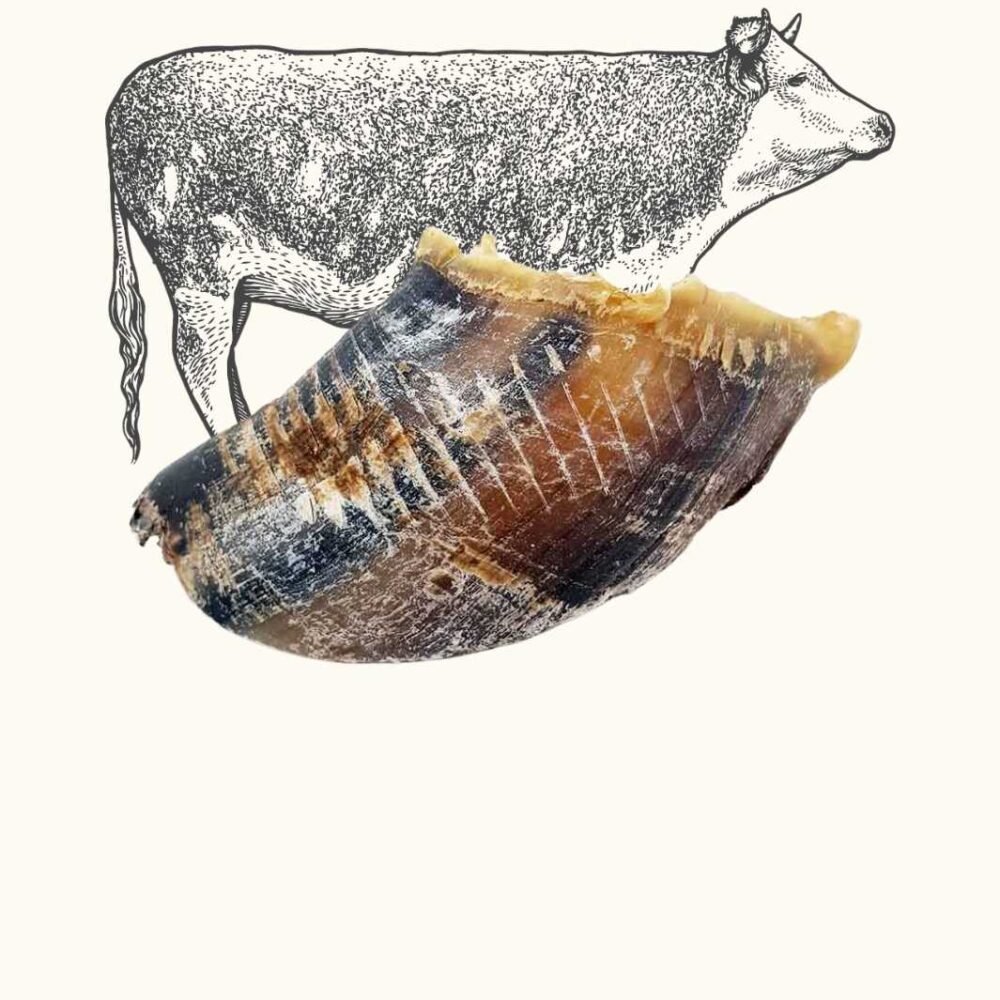 truffe délice/sabot de boeuf