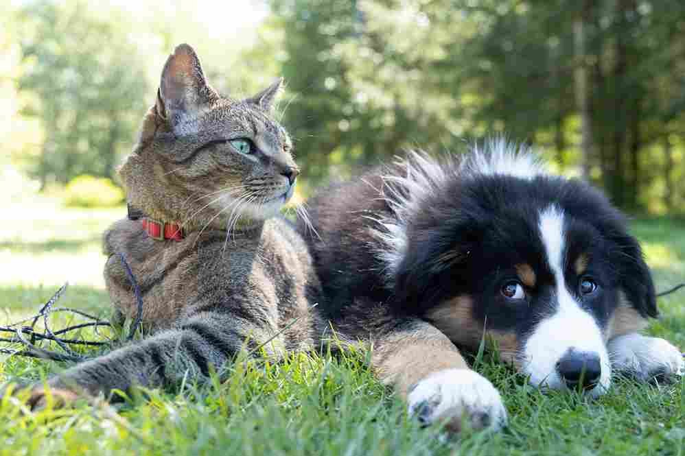chien et chat